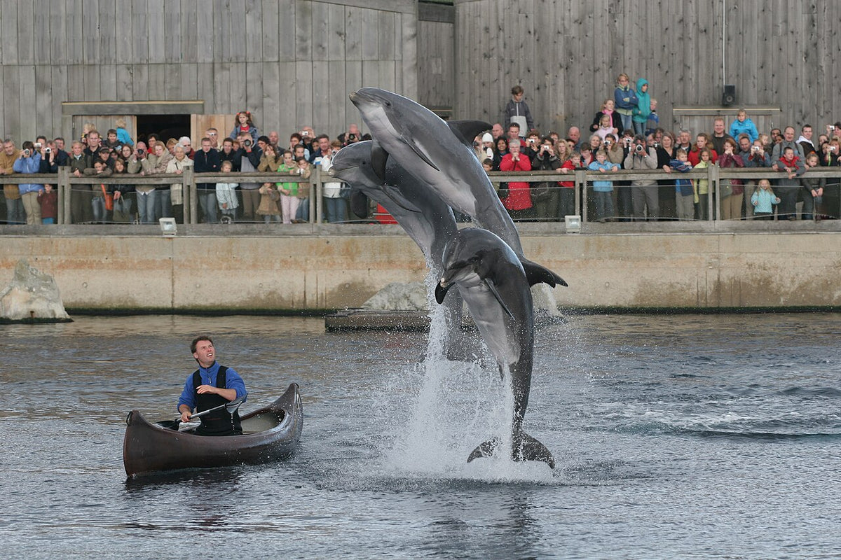 Dolfinarium Harderwijk (archiefbeeld)