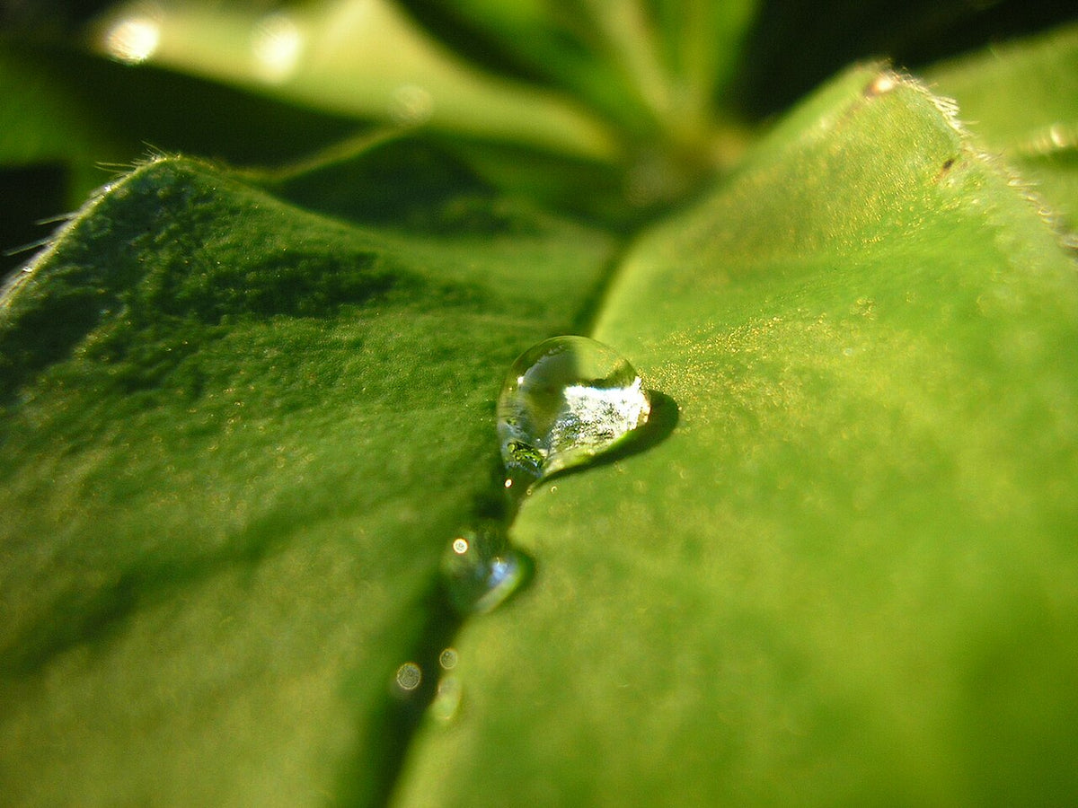 Drop