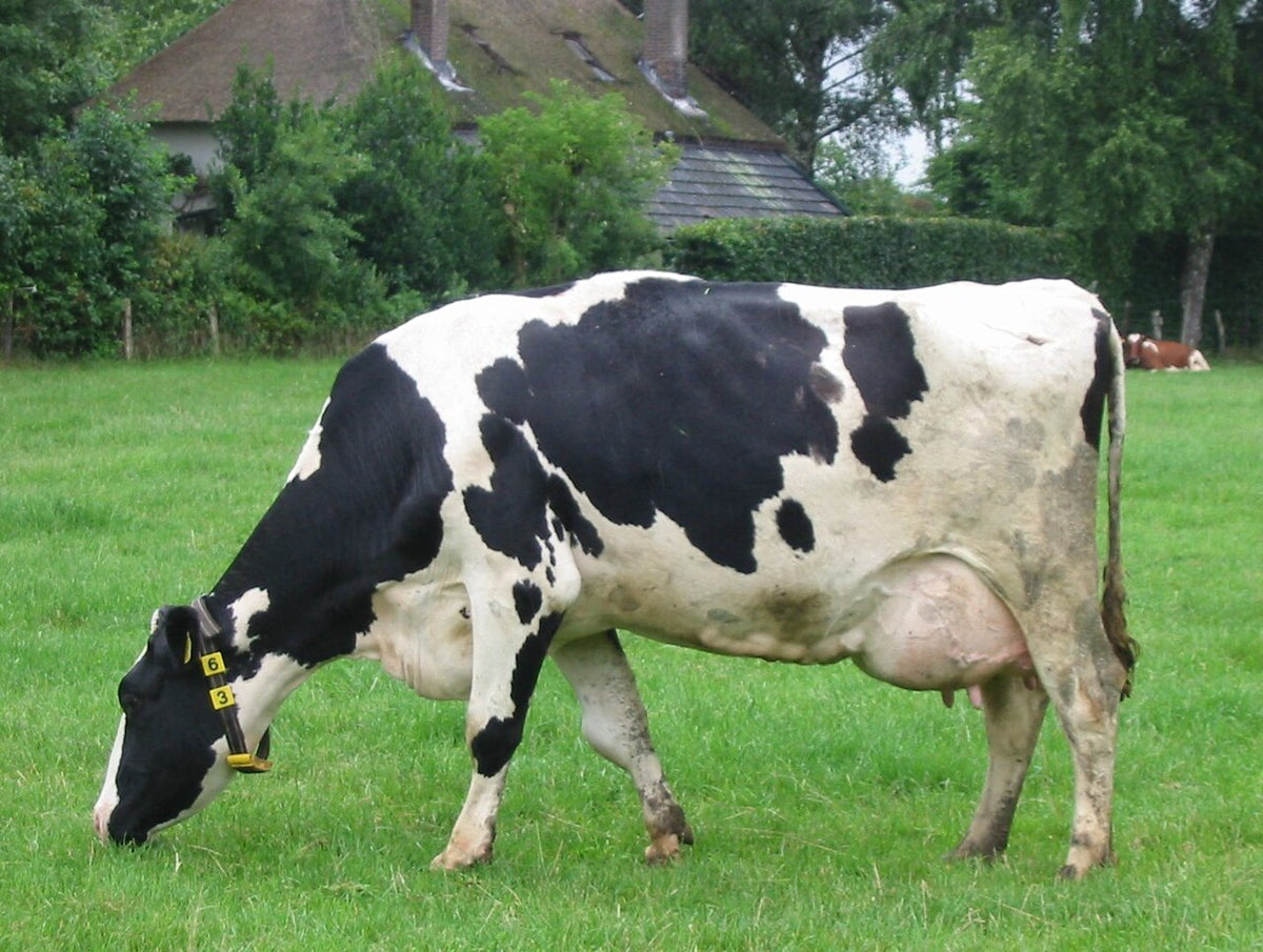 Koe in een weiland bij Gorssel