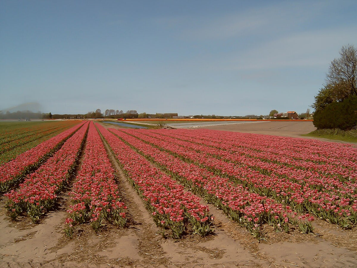 Tulpenveld bij Lisse