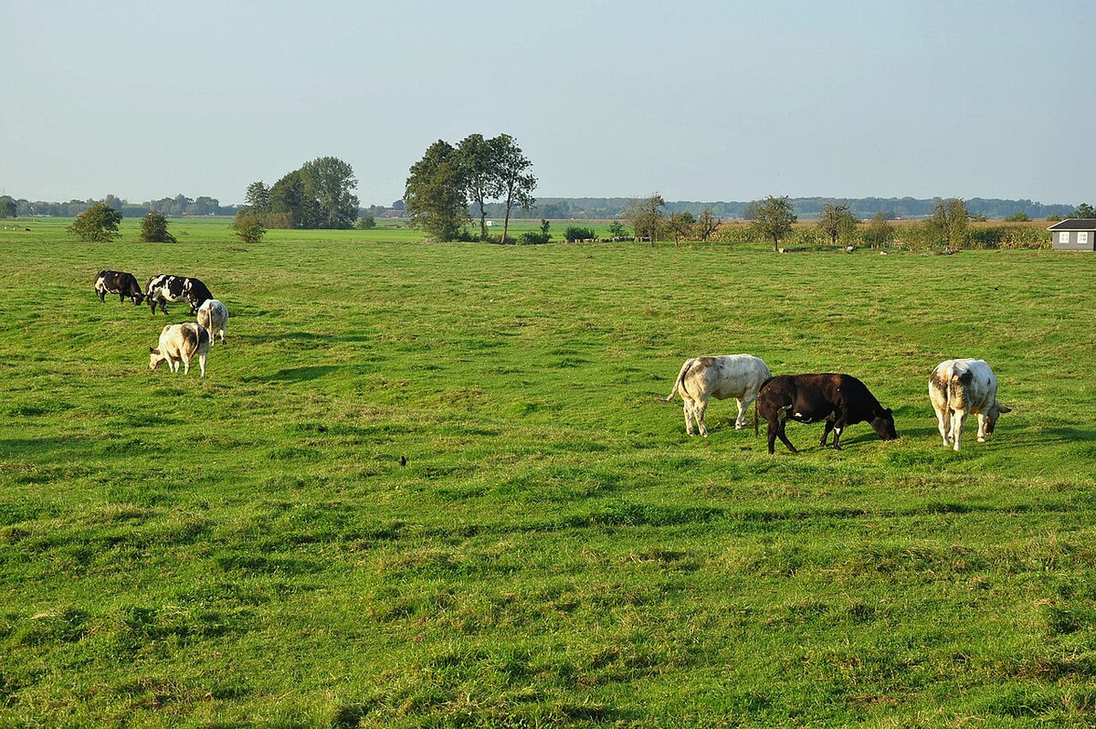 Polder bij Oudewater met sloten