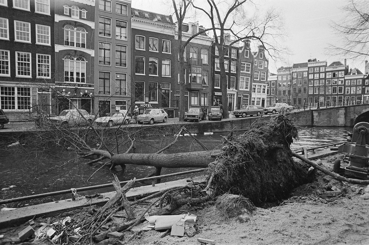 Omgewaaide boom in Amsterdam na een eerdere storm (archiefbeeld)